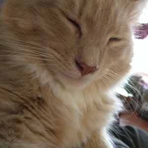 Meet your Posher, Alice